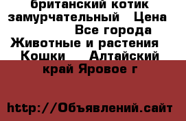 британский котик замурчательный › Цена ­ 12 000 - Все города Животные и растения » Кошки   . Алтайский край,Яровое г.